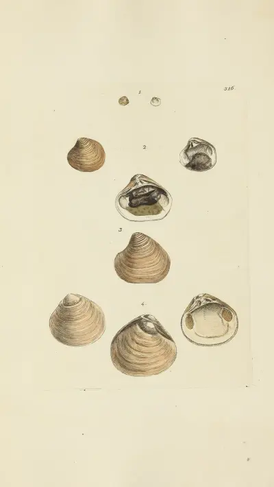 Mineralisk conchologi från Storbritannien, pl. 206 av James Sowerby