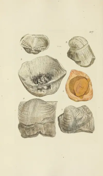 The mineral conchology of Great Britain Pl.207 av James Sowerby