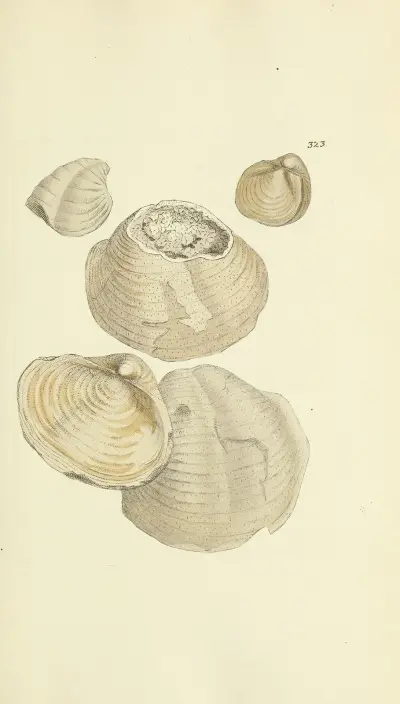 The mineral conchology of Great Britain Pl.213 av James Sowerby