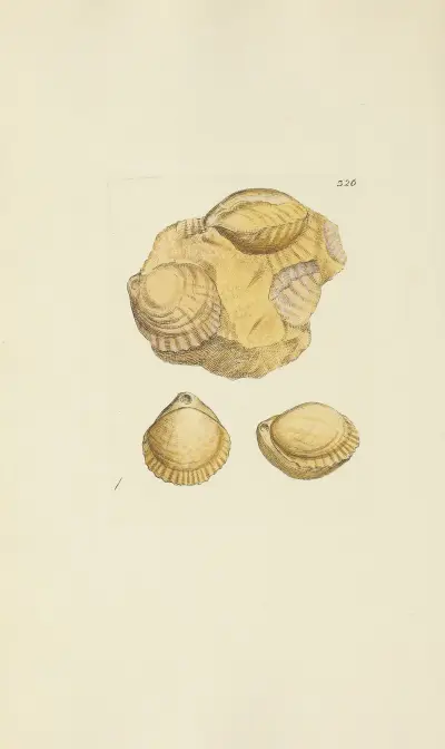 The mineral conchology of Great Britain pl. 216 av James Sowerby
