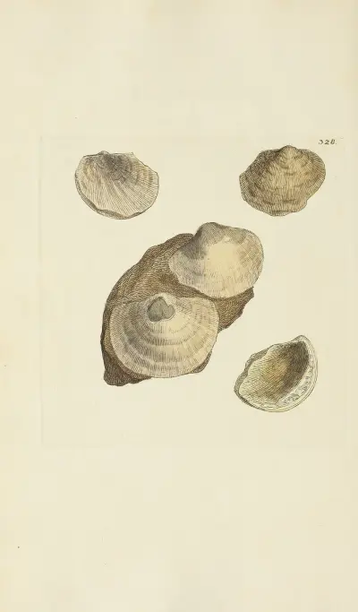 Mineralconchyliologi från Storbritannien, plansch 218 av James Sowerby