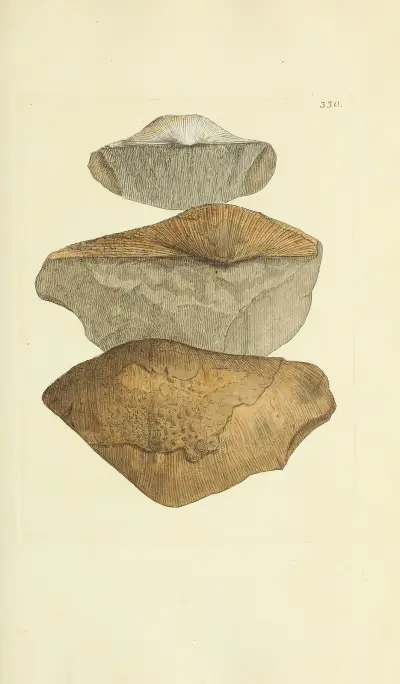 The mineral conchology of Great Britain Pl.220 av James Sowerby