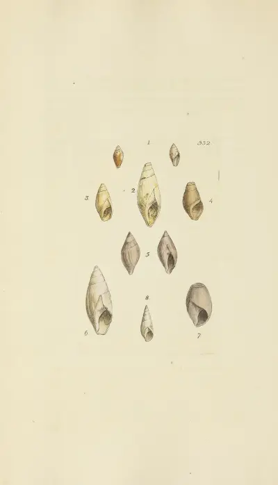 The mineral conchology of Great Britain Pl.222 av James Sowerby