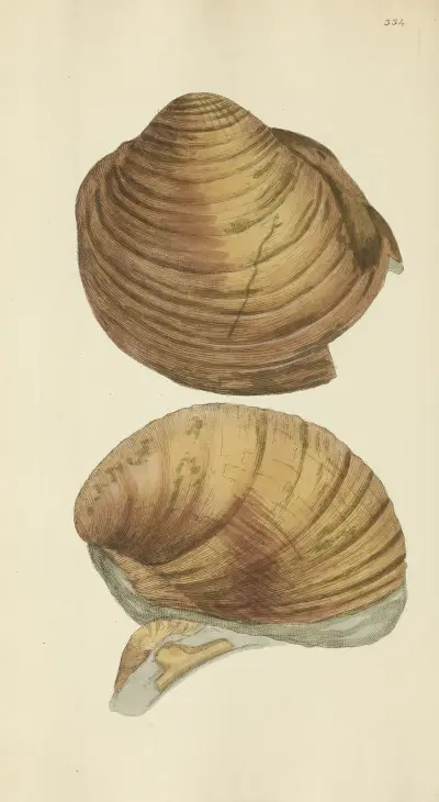 The mineral conchology of Great Britain Pl.224 av James Sowerby