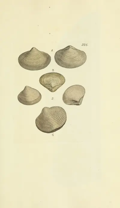 The mineral conchology of Great Britain Pl.225 av James Sowerby