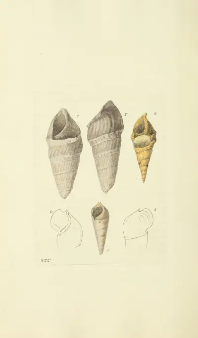 Mineralconchyliologi från Storbritannien, plansch 228 av James Sowerby