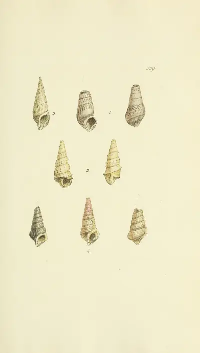 The mineral conchology of Great Britain Pl.229 av James Sowerby
