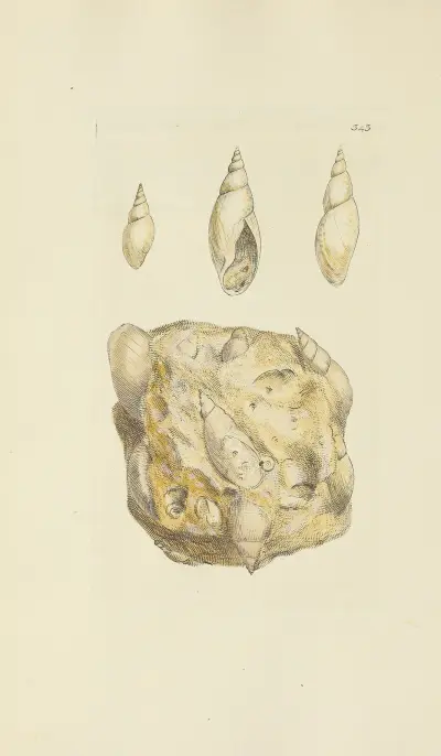 The mineral conchology of Great Britain Pl.232 av James Sowerby