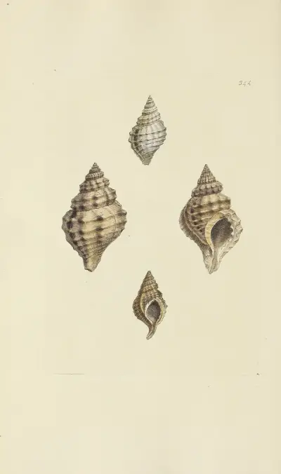 Mineralconkologi från Storbritannien, pl. 233 av James Sowerby