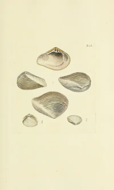 The mineral conchology of Great Britain Pl.234 av James Sowerby