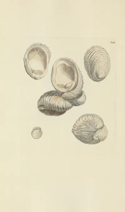 Mineralconkologi från Storbritannien, pl. 237 av James Sowerby