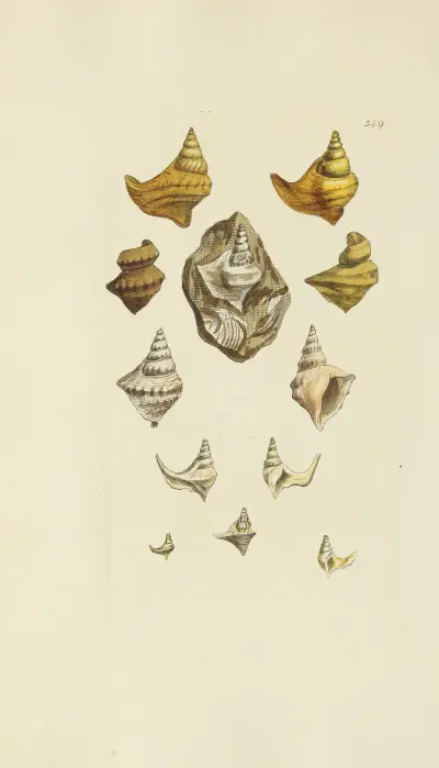 The mineral conchology of Great Britain Pl.238 av James Sowerby