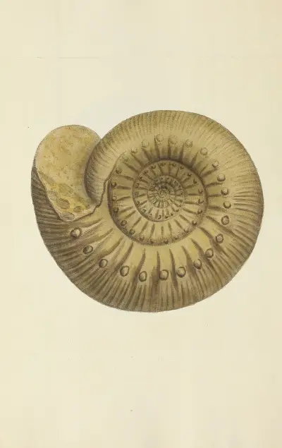The mineral conchology of Great Britain Pl.240 av James Sowerby