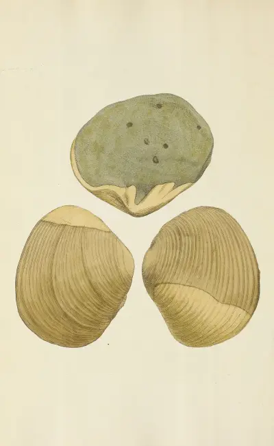 The mineral conchology of Great Britain Pl.241 av James Sowerby