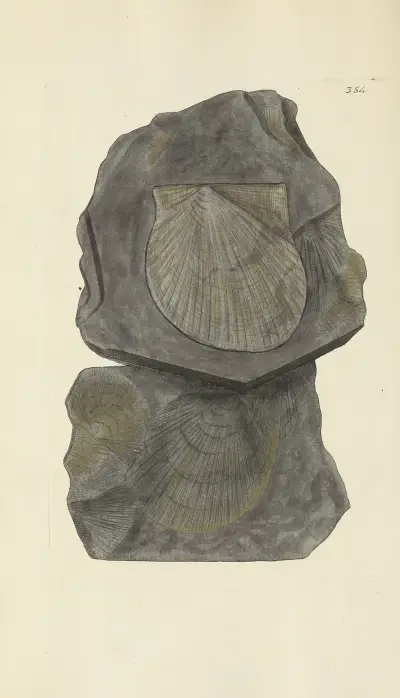 The mineral conchology of Great Britain Pl.242 av James Sowerby
