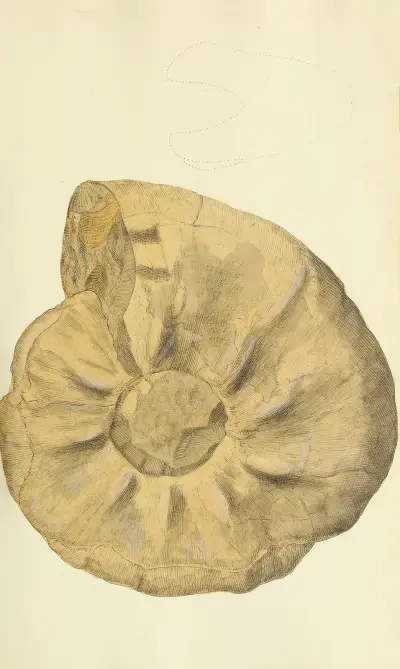 The mineral conchology of Great Britain Pl.245 av James Sowerby