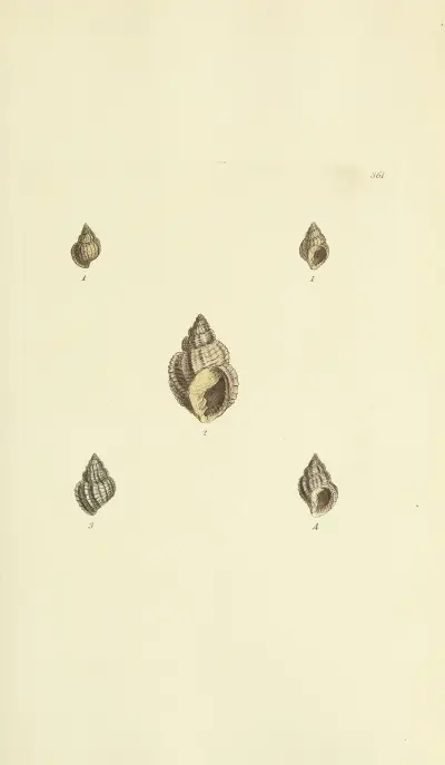 Mineralconchologi från Storbritannien, plansch 247 av James Sowerby