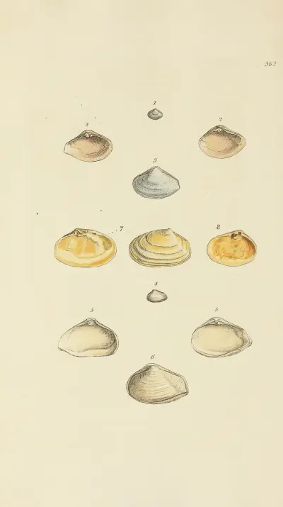 Mineralconchology av Storbritannien pl. 248 av James Sowerby