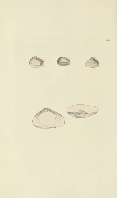 Mineralconchologi från Storbritannien, plansch 249 av James Sowerby