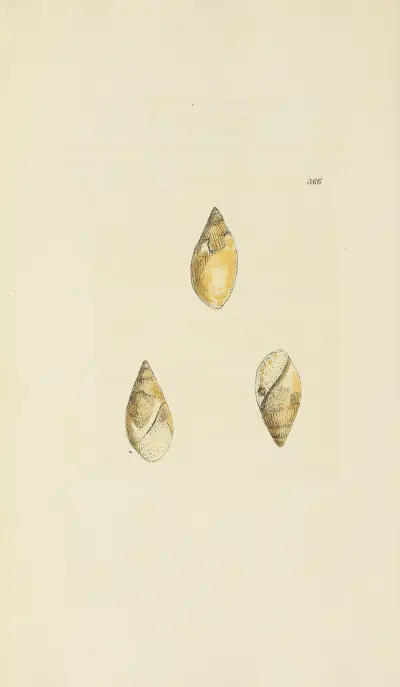 The mineral conchology of Great Britain Pl.252 av James Sowerby