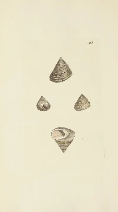 The mineral conchology of Great Britain Pl.253 av James Sowerby