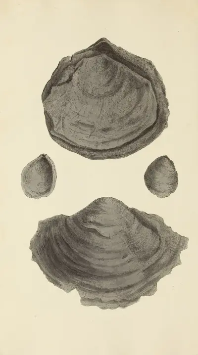 Mineralconchology från Storbritannien, plansch 254 av James Sowerby
