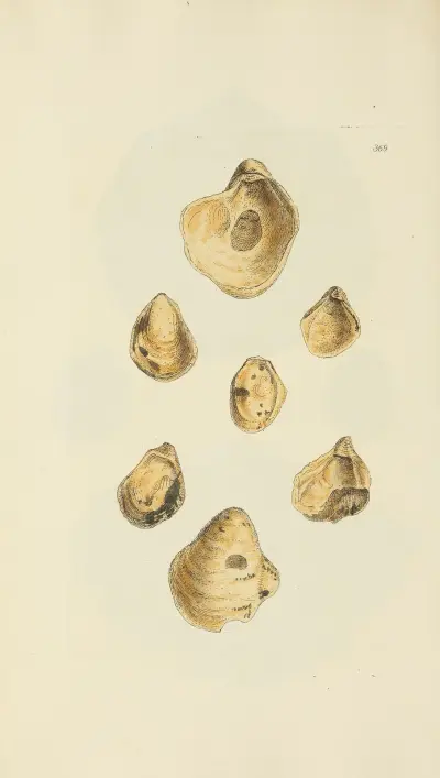 The mineral conchology of Great Britain Pl.255 av James Sowerby