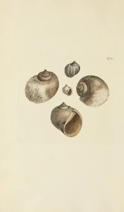 The mineral conchology of Great Britain Pl.258 av James Sowerby