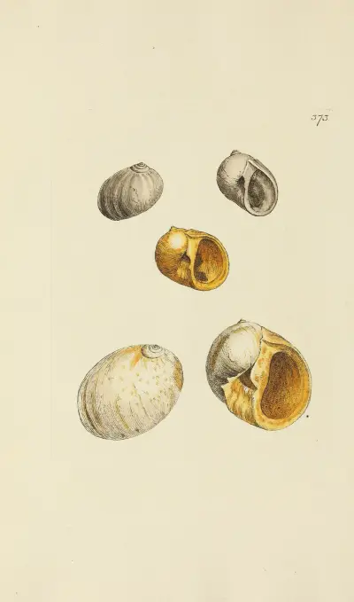 The mineral conchology of Great Britain Pl.259 av James Sowerby