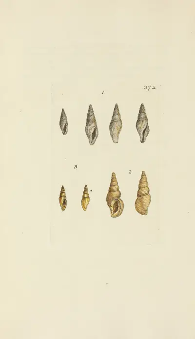 The mineral conchology of Great Britain Pl.261 av James Sowerby
