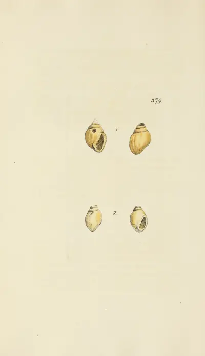 The mineral conchology of Great Britain Pl.265 av James Sowerby