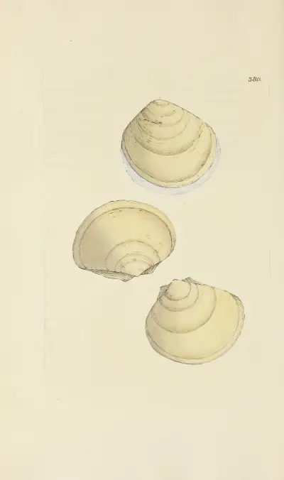 The Mineral Conchology of Great Britain, plansch 266 av James Sowerby