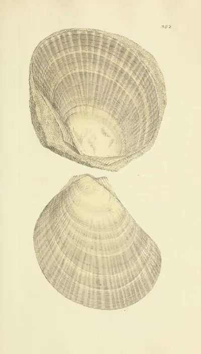 The Mineral Conchology of Great Britain, plansch 268 av James Sowerby