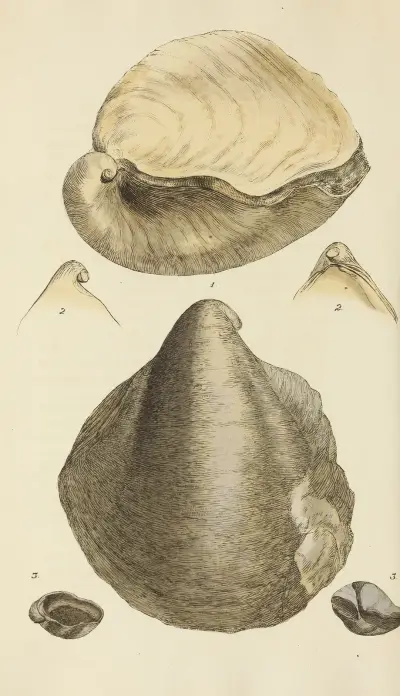 The mineral conchology of Great Britain Pl.269 av James Sowerby