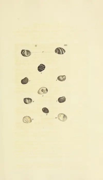 The mineral conchology of Great Britain Pl.270 av James Sowerby