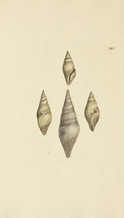 The mineral conchology of Great Britain Pl.271 av James Sowerby