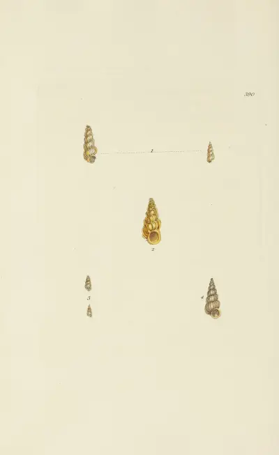 The mineral conchology of Great Britain Pl.274 av James Sowerby