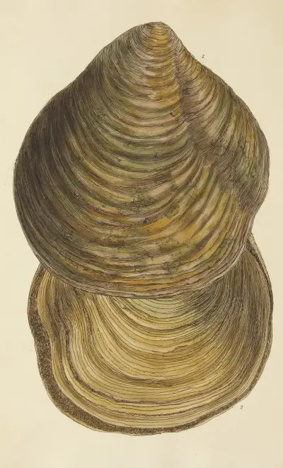 The mineral conchology of Great Britain Pl.275 av James Sowerby