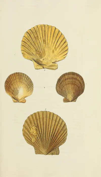 The mineral conchology of Great Britain Pl.277 av James Sowerby