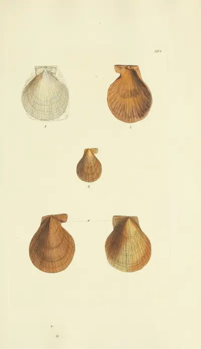 The mineral conchology of Great Britain Pl.278 av James Sowerby