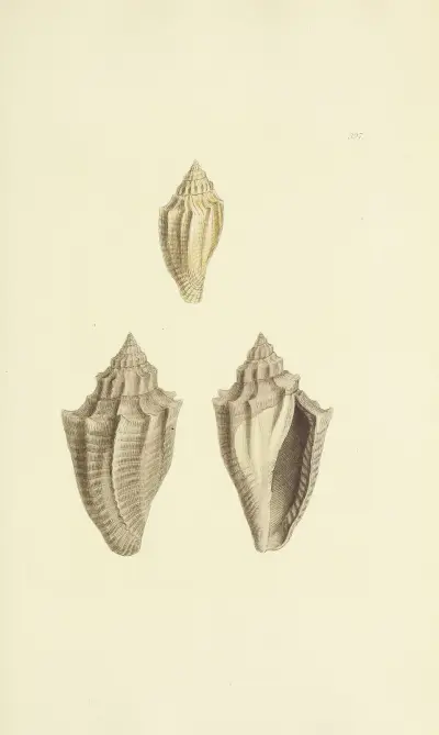 The mineral conchology of Great Britain Pl.281 av James Sowerby