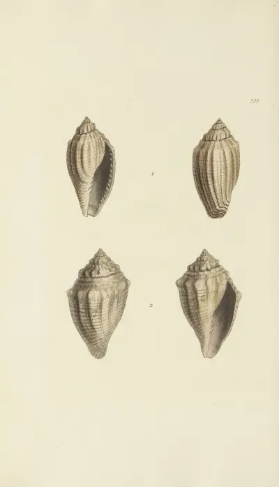 The Mineral Conchology of Great Britain, pl. 282 av James Sowerby