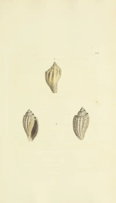 The mineral conchology of Great Britain Pl.283 av James Sowerby