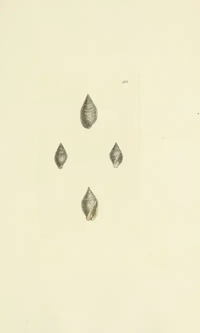 The mineral conchology of Great Britain Pl.285 av James Sowerby