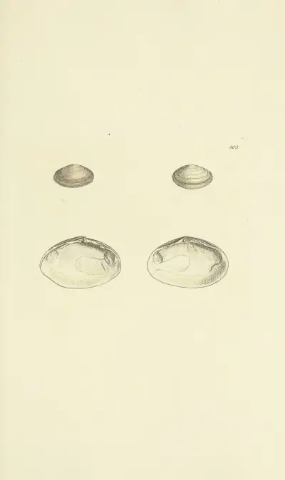 The mineral conchology of Great Britain Pl.287 av James Sowerby