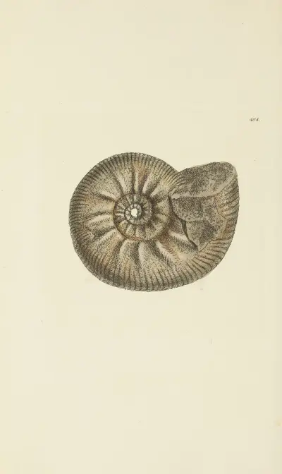 The mineral conchology of Great Britain Pl.288 av James Sowerby