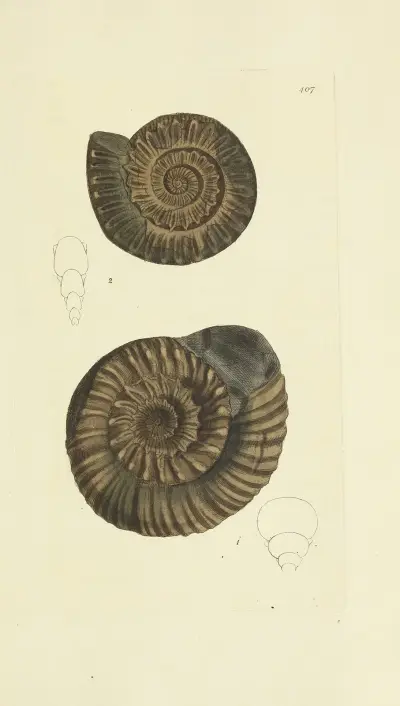 The mineral conchology of Great Britain Pl.290 av James Sowerby