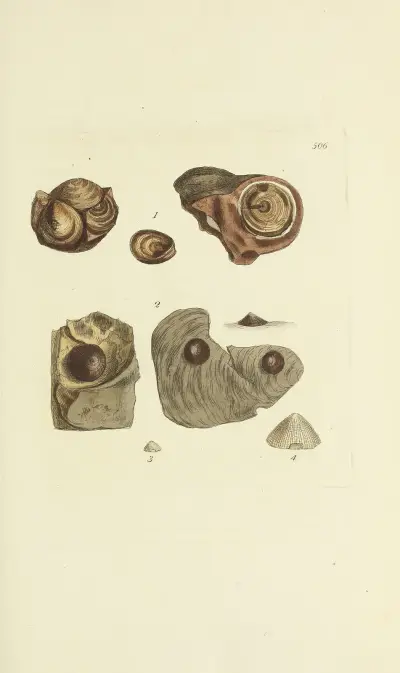 The mineral conchology of Great Britain Pl.294 av James Sowerby