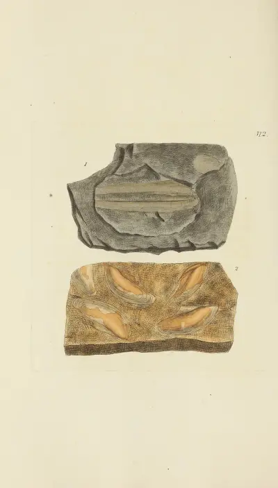 The Mineral Conchology of Great Britain, plansch 300 av James Sowerby