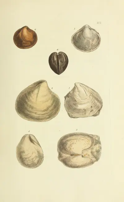 The Mineral Conchology of Great Britain, plansch 301 av James Sowerby